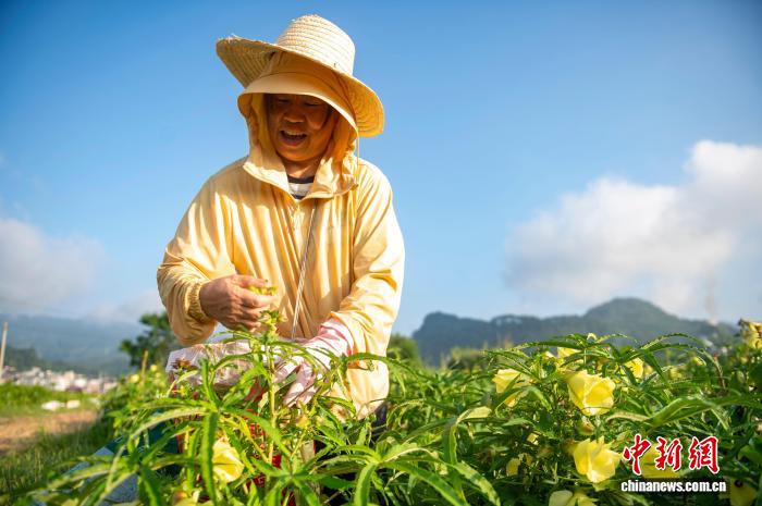 贵州从江：中药材黄蜀葵采收加工忙