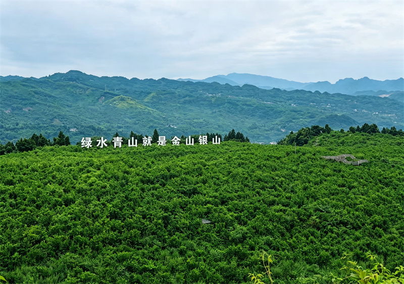 沙湾区中药材现代农业园区。乐山市卫健委供图