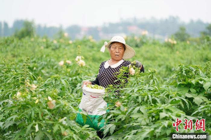 河北内丘:千亩金花葵盛开助农增收